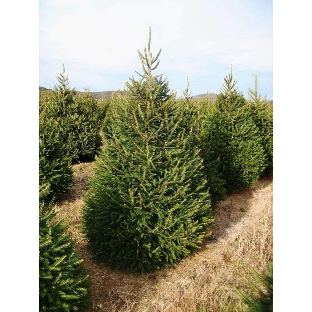 PRE-ORDER ONLY- Norway Spruce