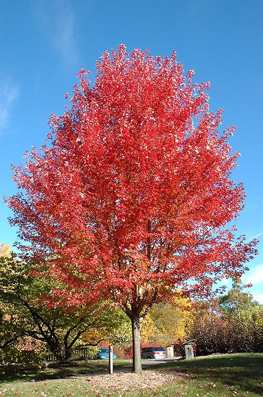 LIMITED STOCK- Autumn Blaze Maple