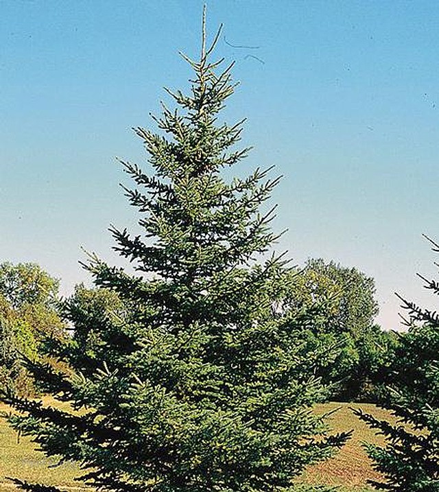 Limited availability- White Spruce