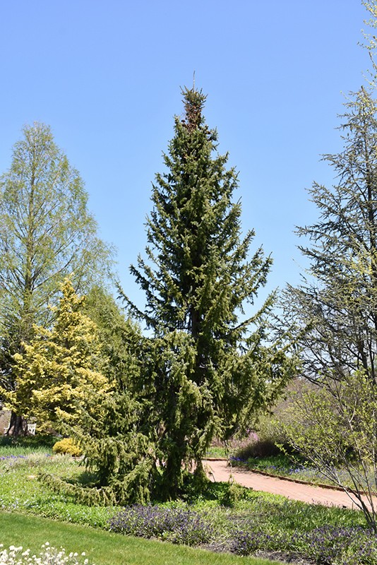 SOLD OUT-  Serbian Spruce