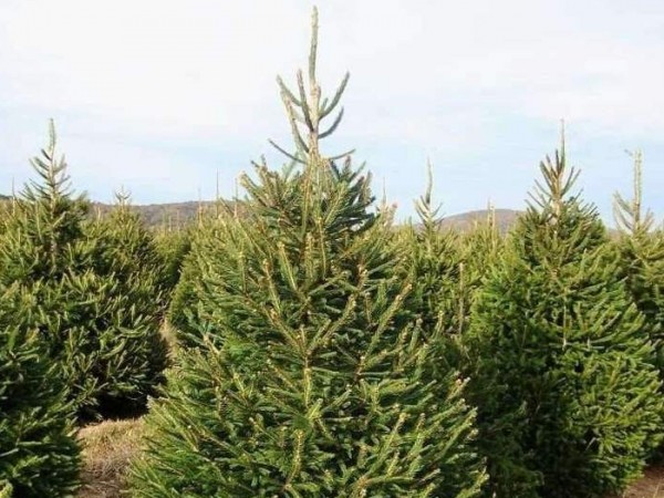 Limited Stock- Norway Spruce