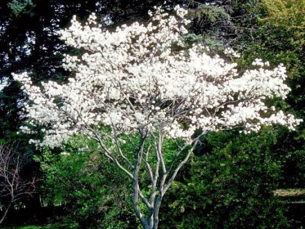 SOLD OUT- Serviceberry