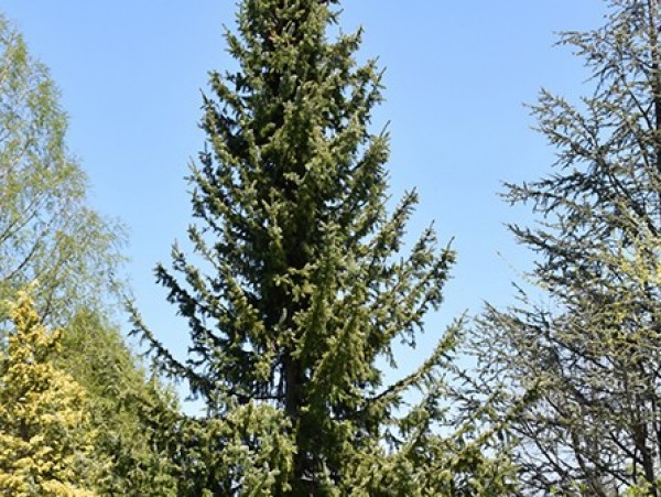 SOLD OUT-  Serbian Spruce